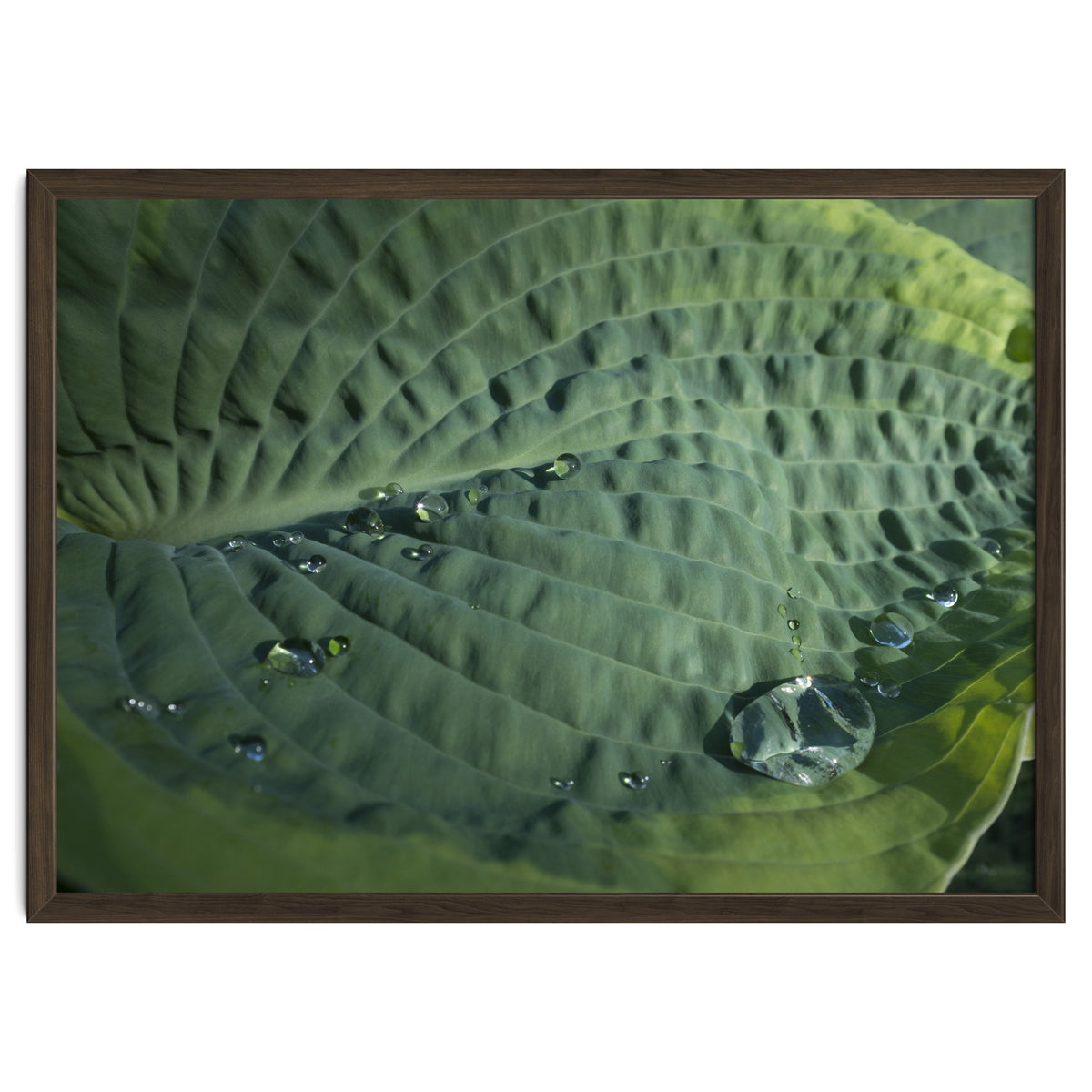 Hosta With Raindrops