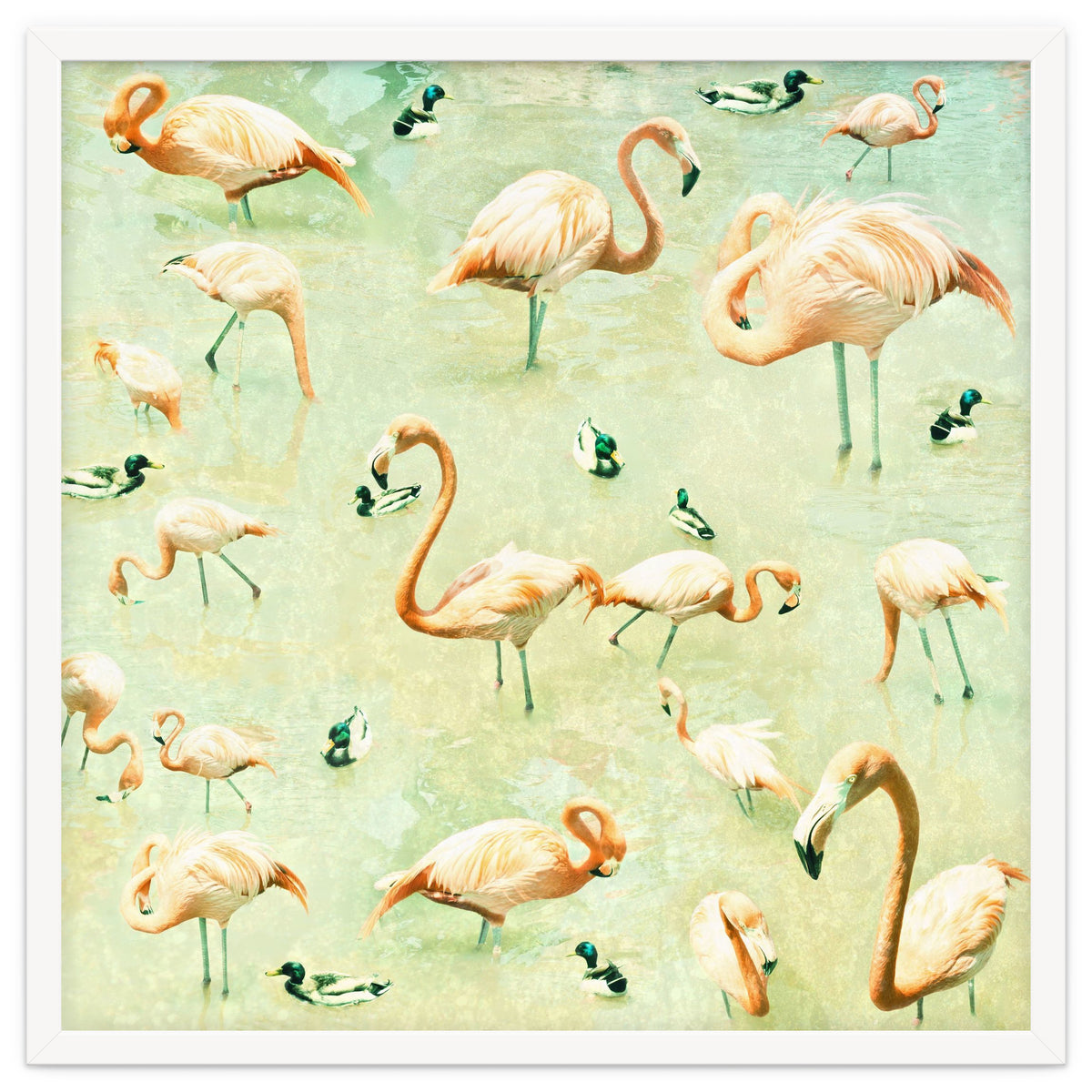 Flamingos