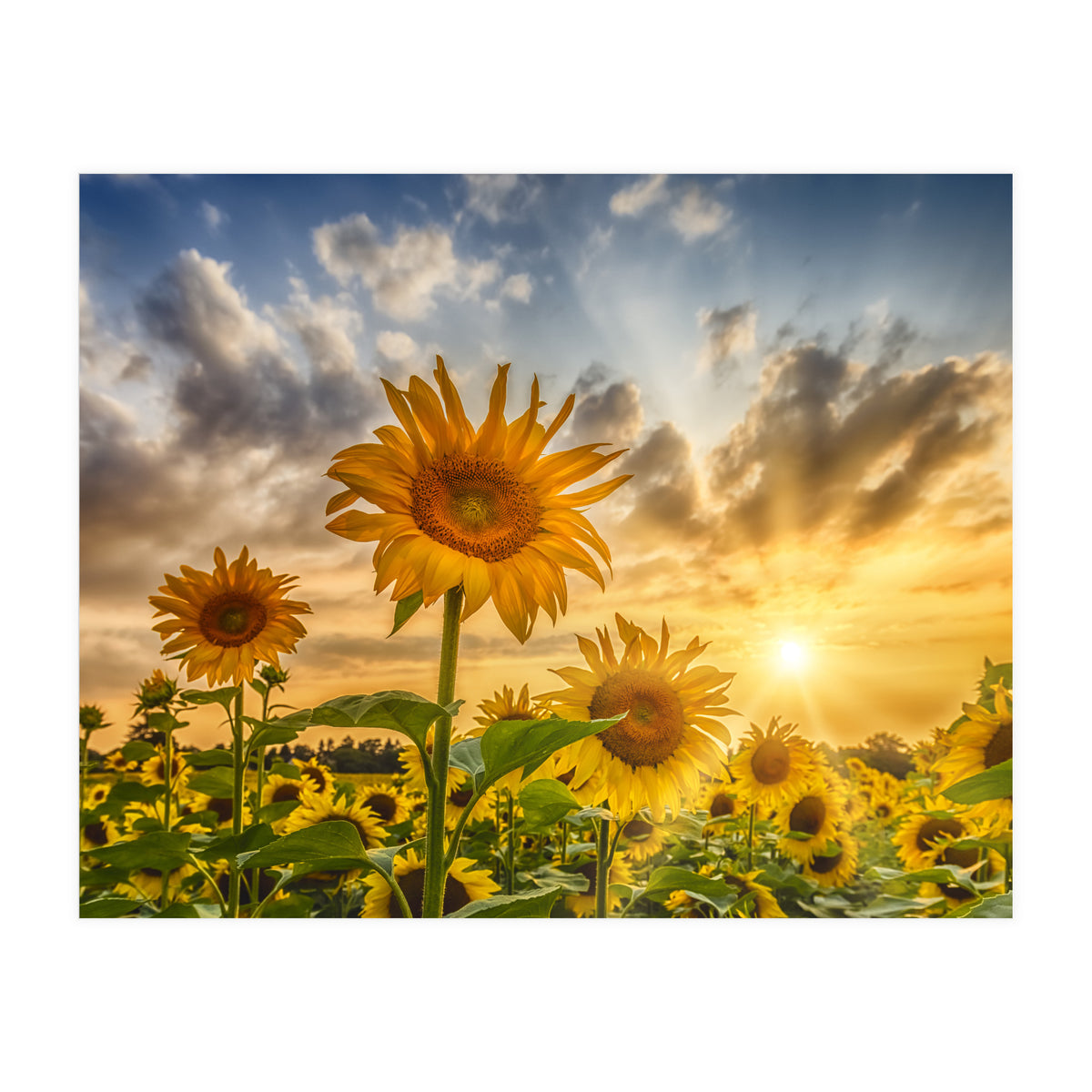 Lovely sunflowers in sunset (Print Only)