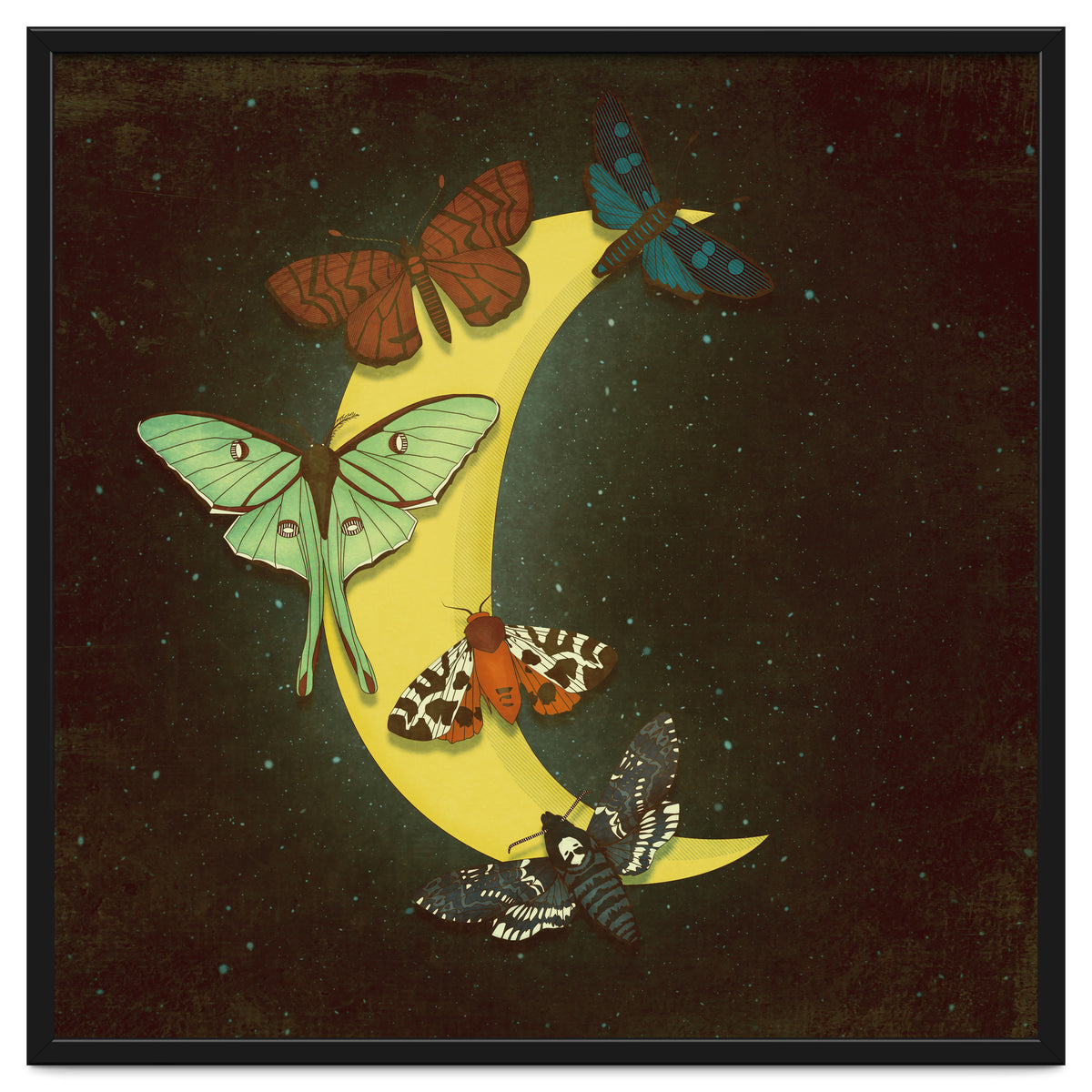 Moth moon
