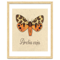 Garden tiger moth illustration