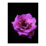 Closeup Pink Rose (Print Only) thumbnail