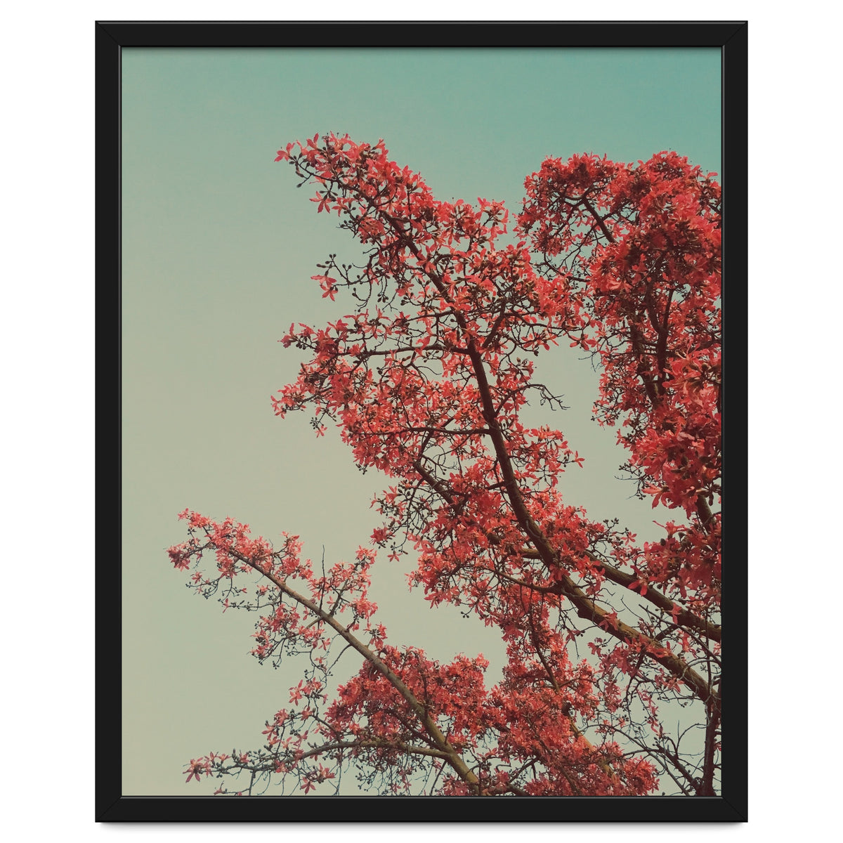 Red blossoms