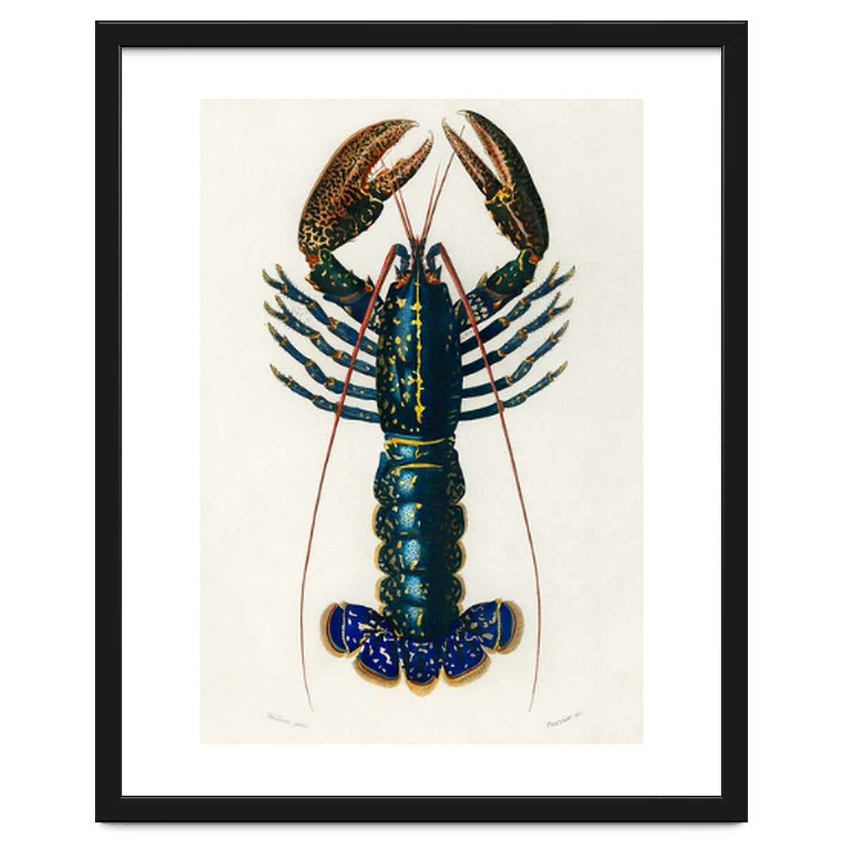 Crimson Crawfish illustrated