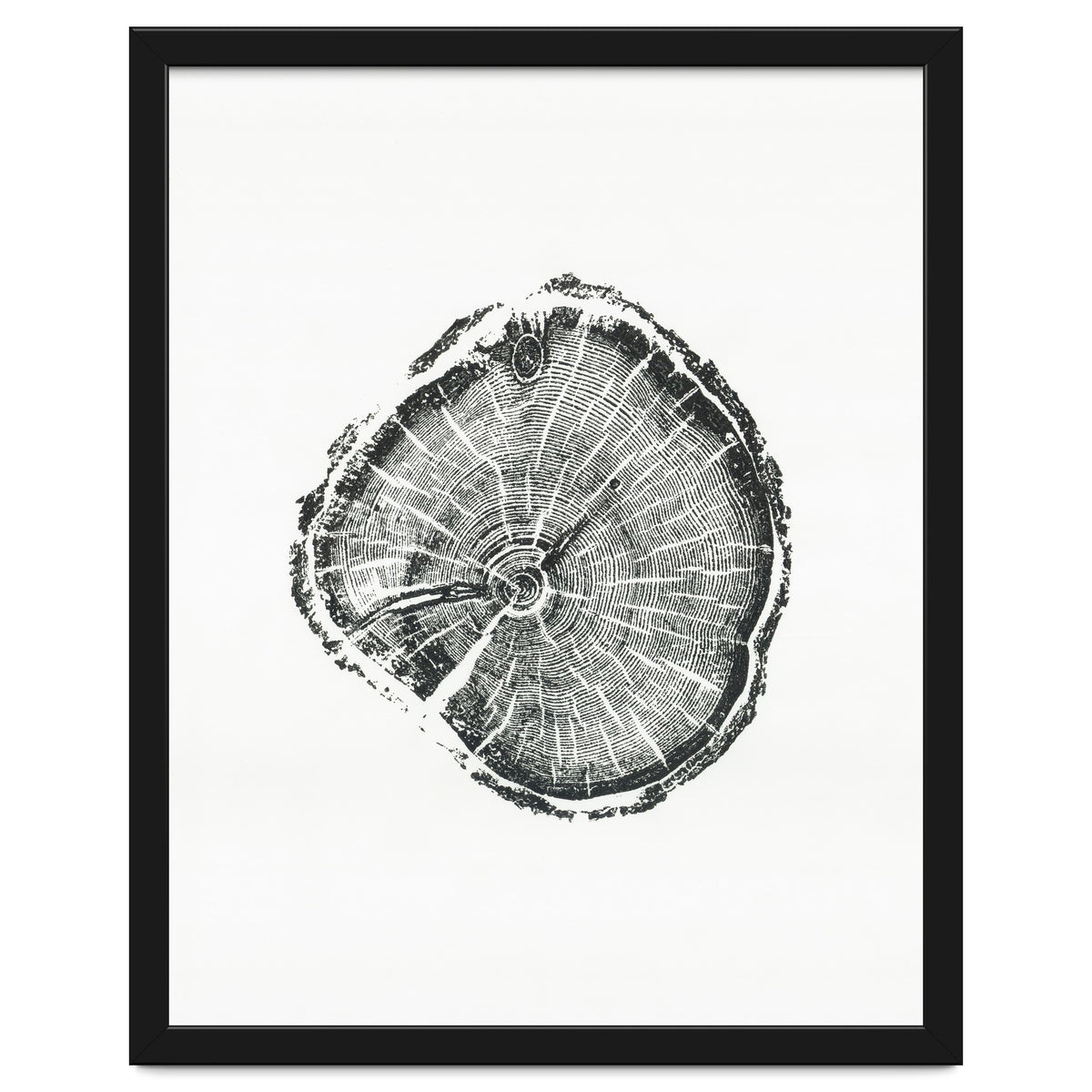 Tree Ring Print, Albion Basin, Utah, Pine Tree Print