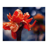 Red Flower (Print Only) thumbnail