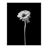Anemone coronaria | dark design  (Print Only) thumbnail