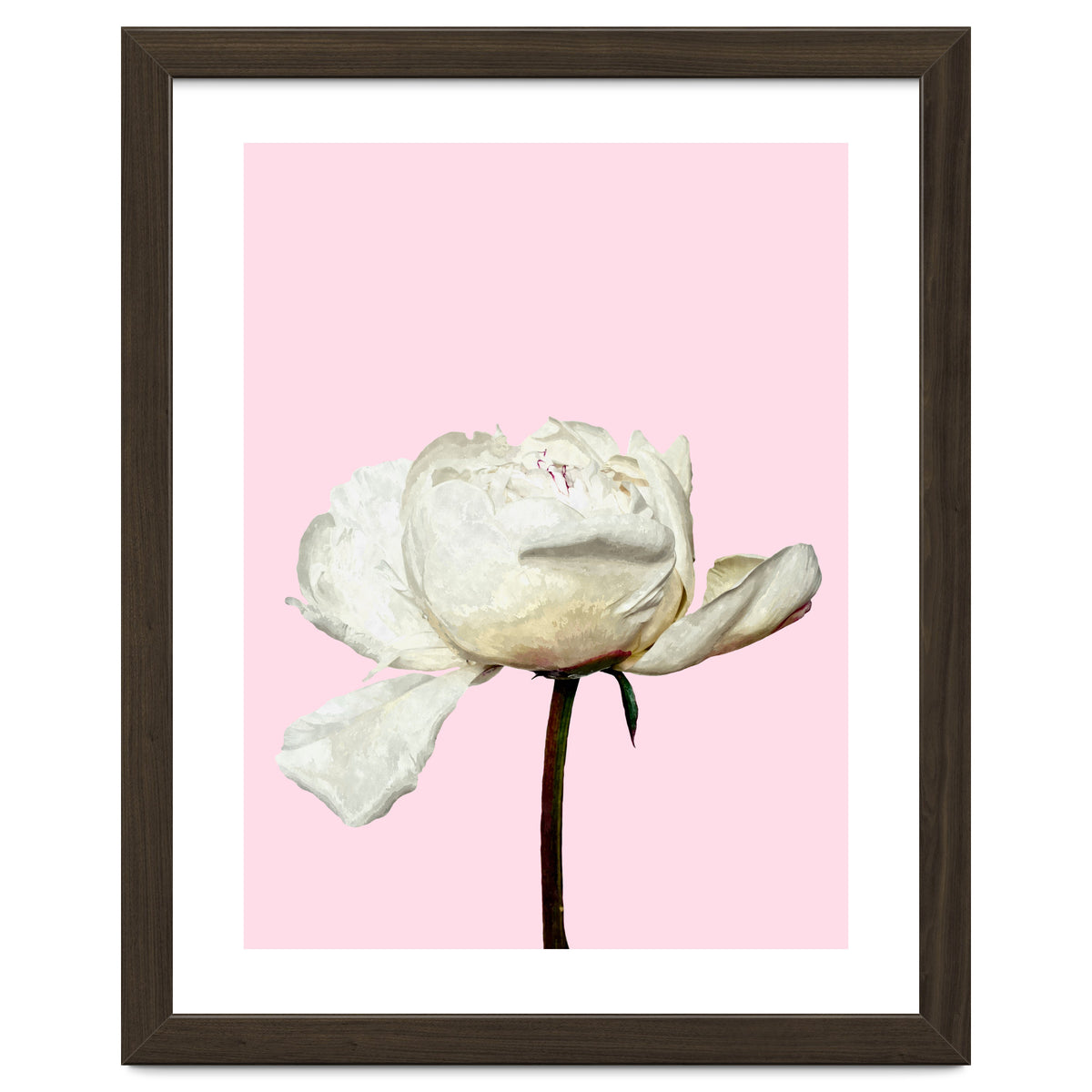 White Peony Pink Background