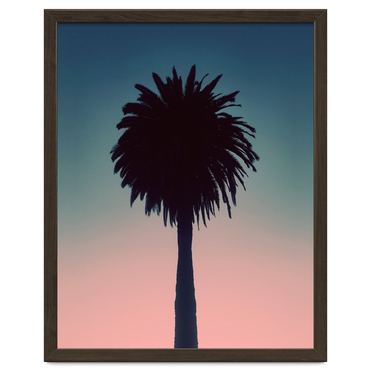 Sundown Palm