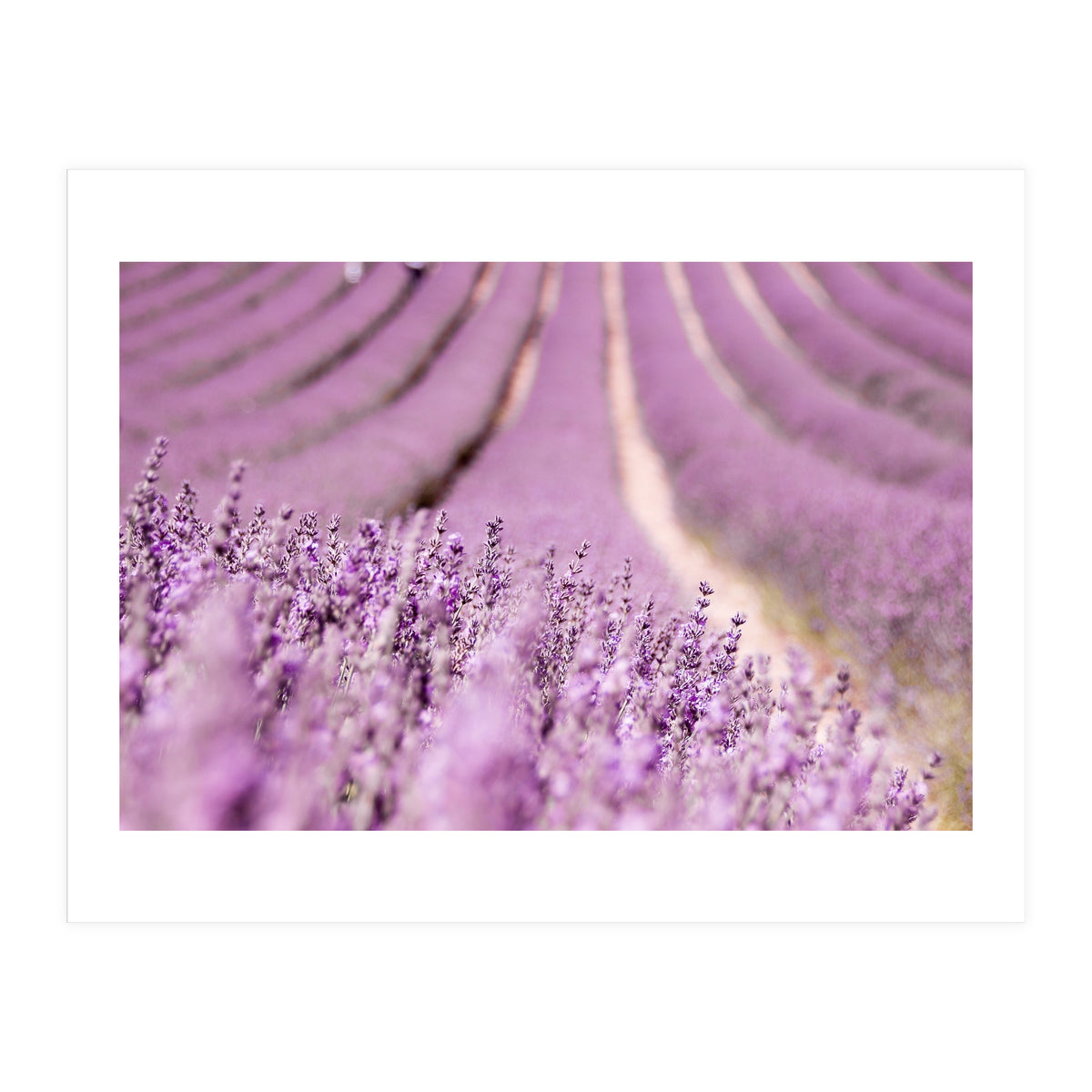 Lavender Happiness (Print Only)