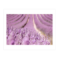 Lavender Happiness (Print Only)