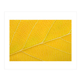 Autumn Leaf (Print Only) thumbnail