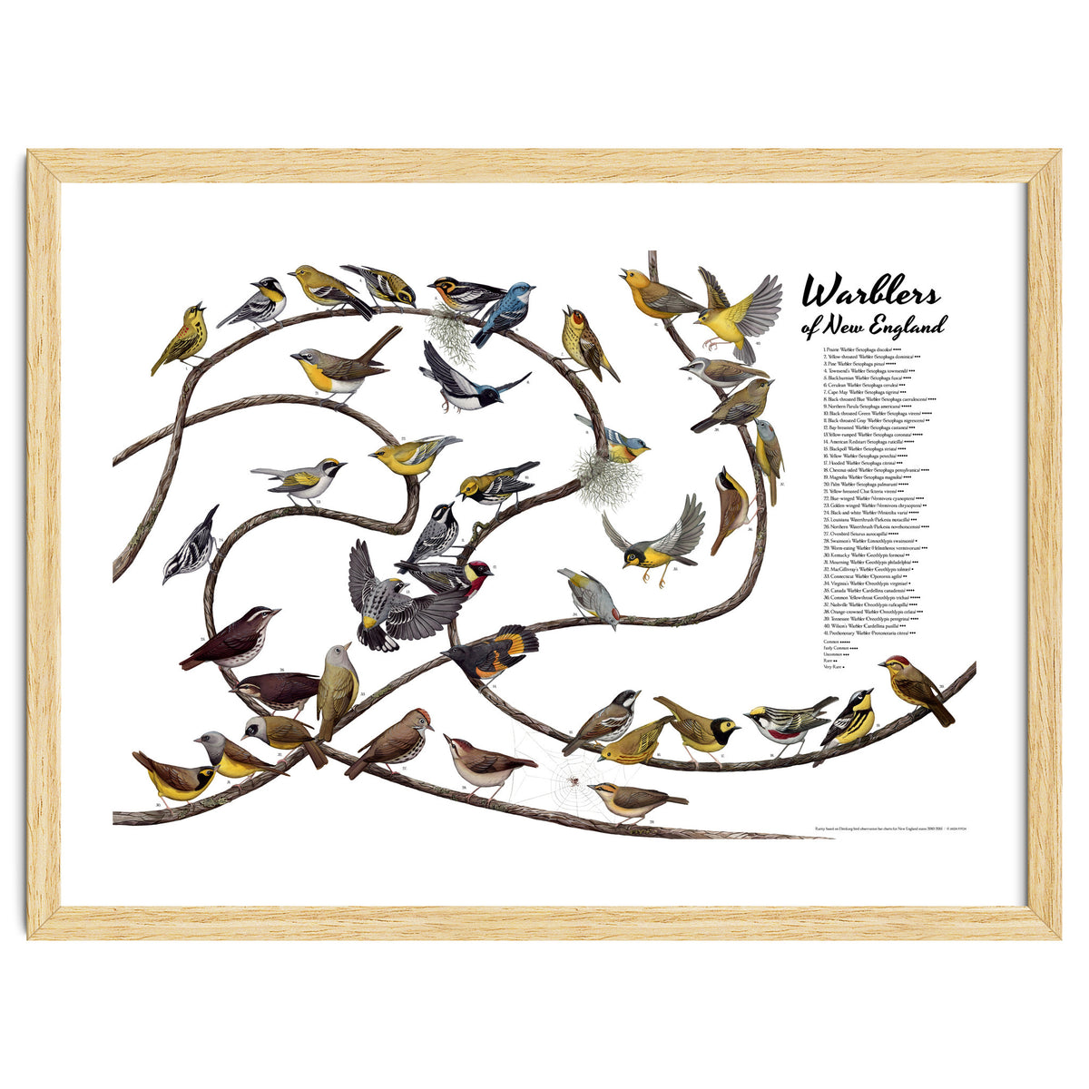 Warblers of New England