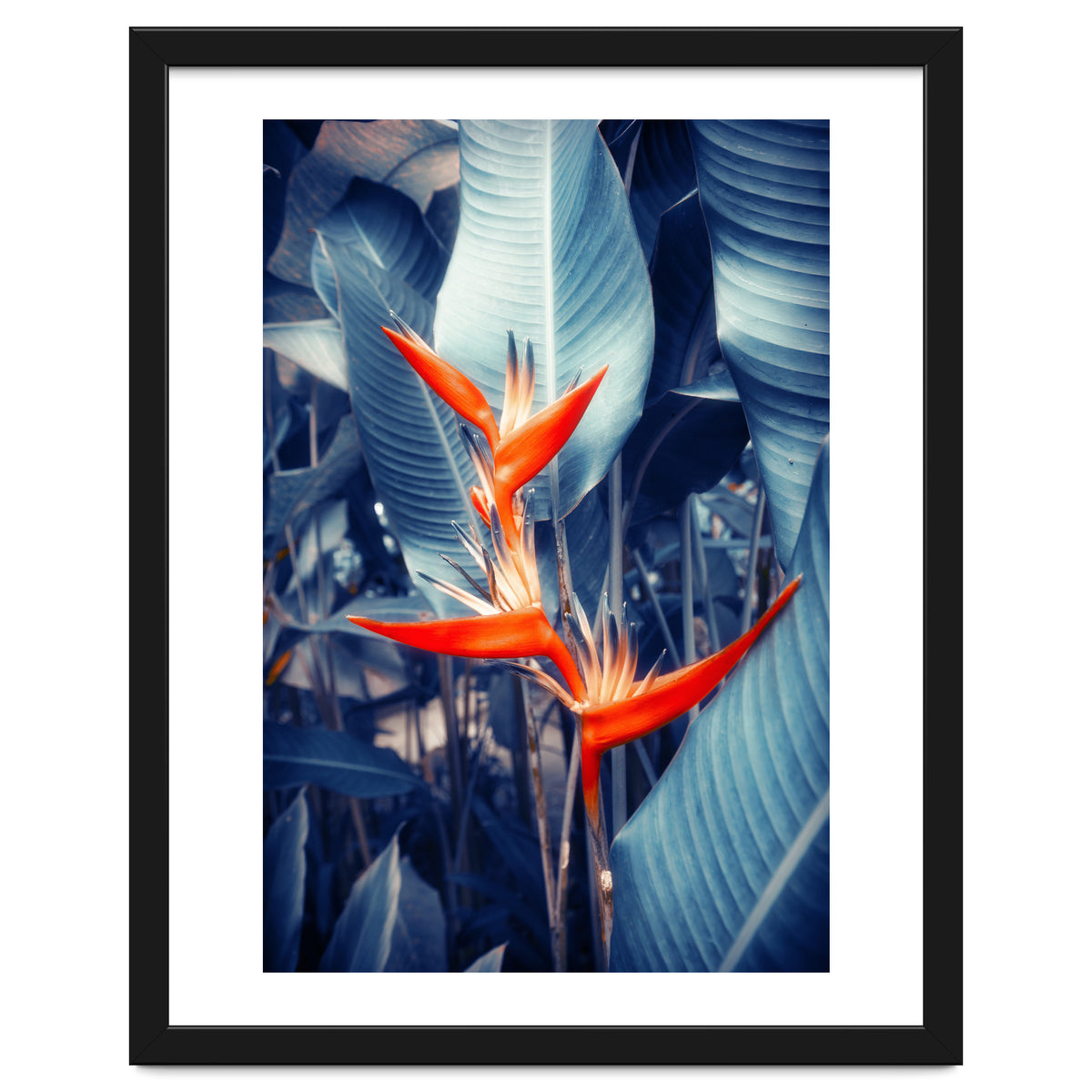 Parakeet Tropical Flower