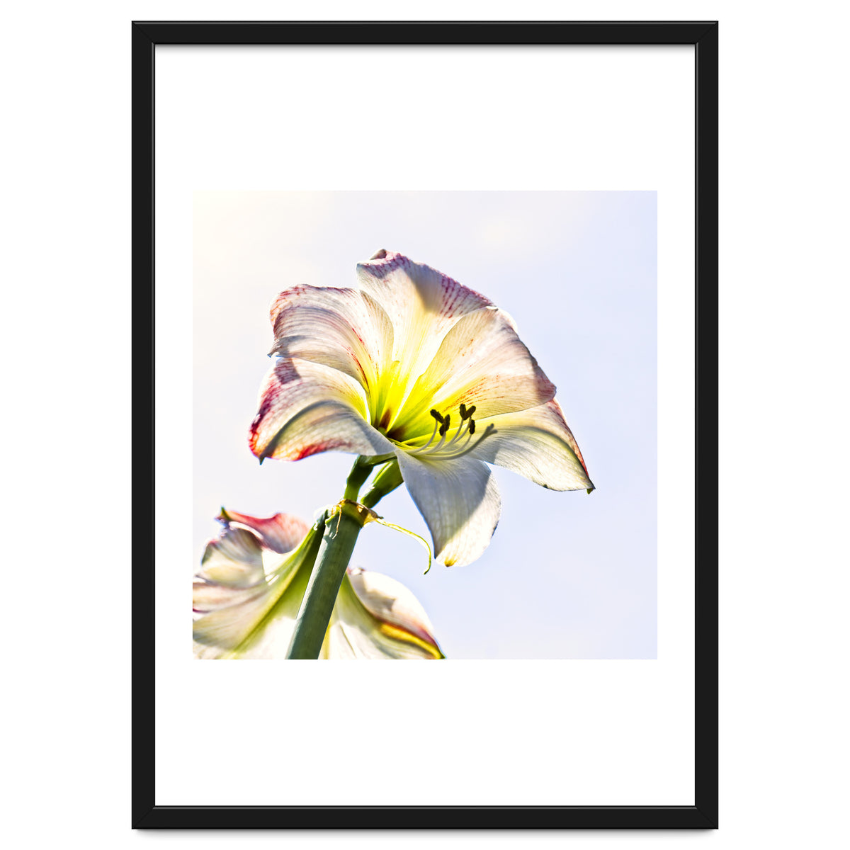 Amaryllis 2