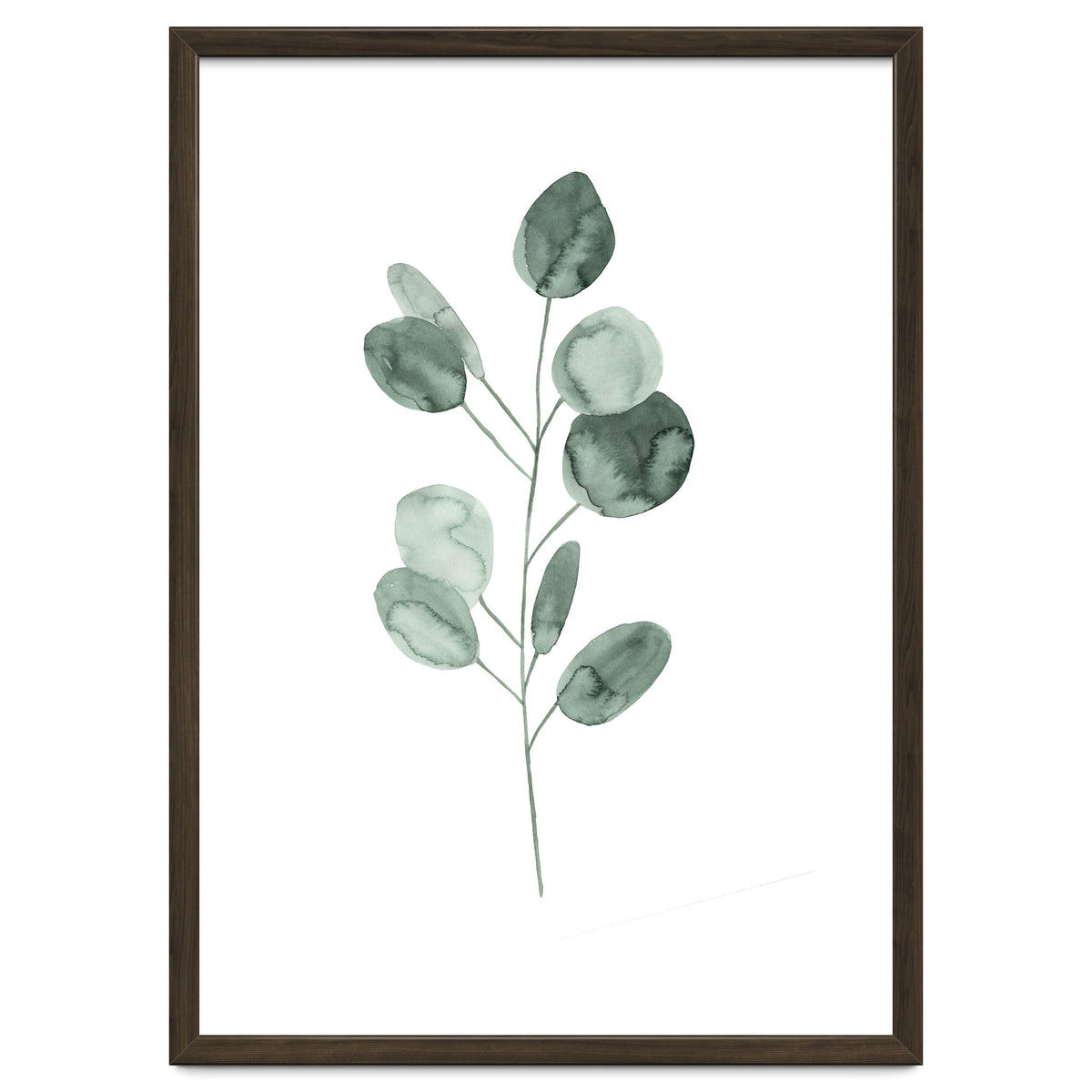 Botanical Illustration Eukalyptus2