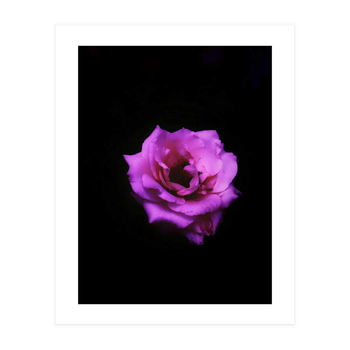 PINK ROSE IN DARK SPACE (Print Only)