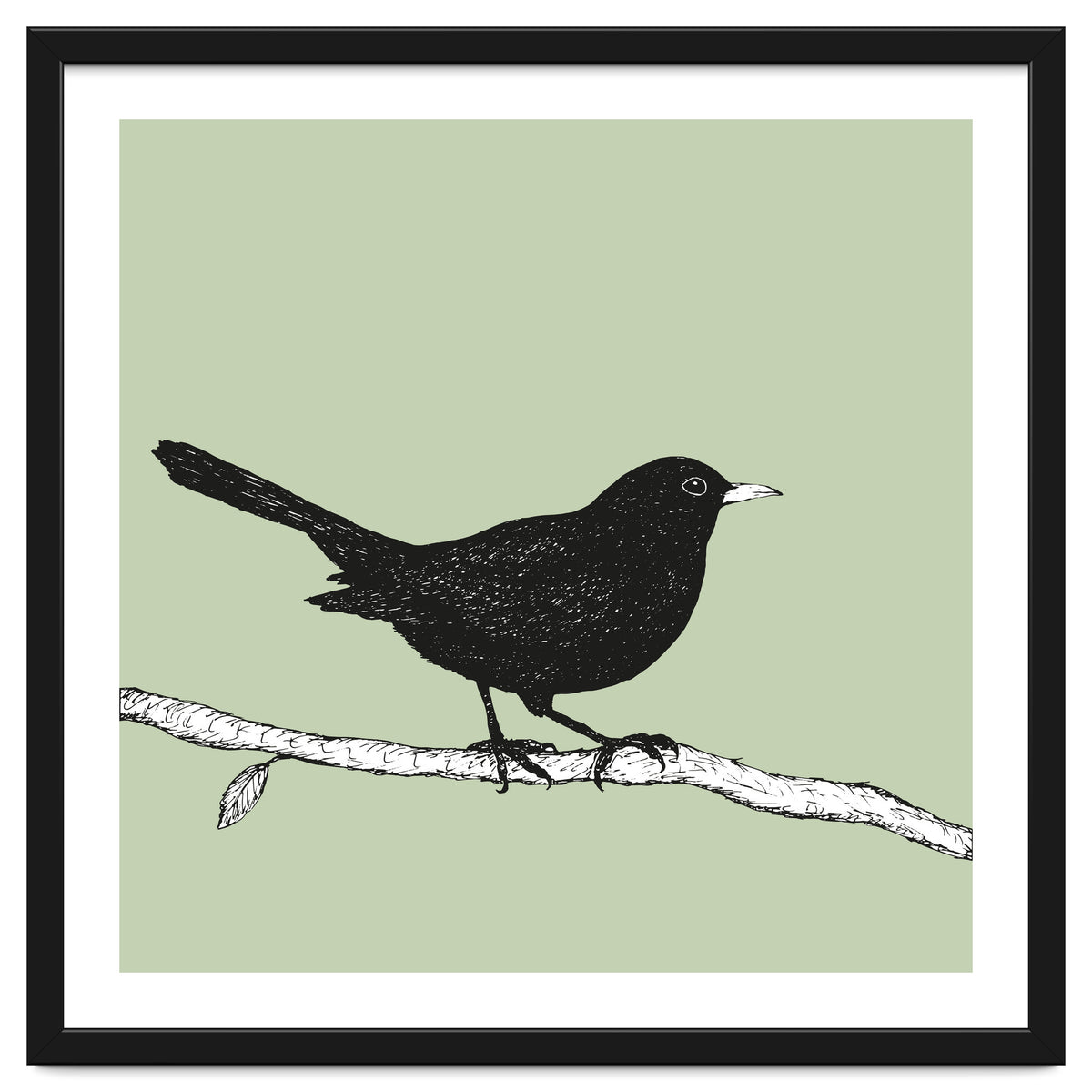 Blackbird pen drawing