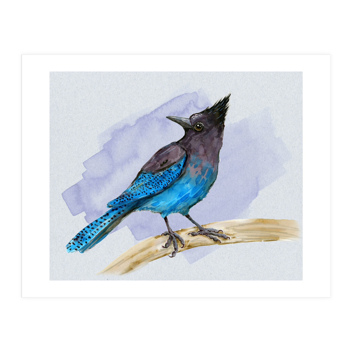 Steller's jay watercolor (Print Only)