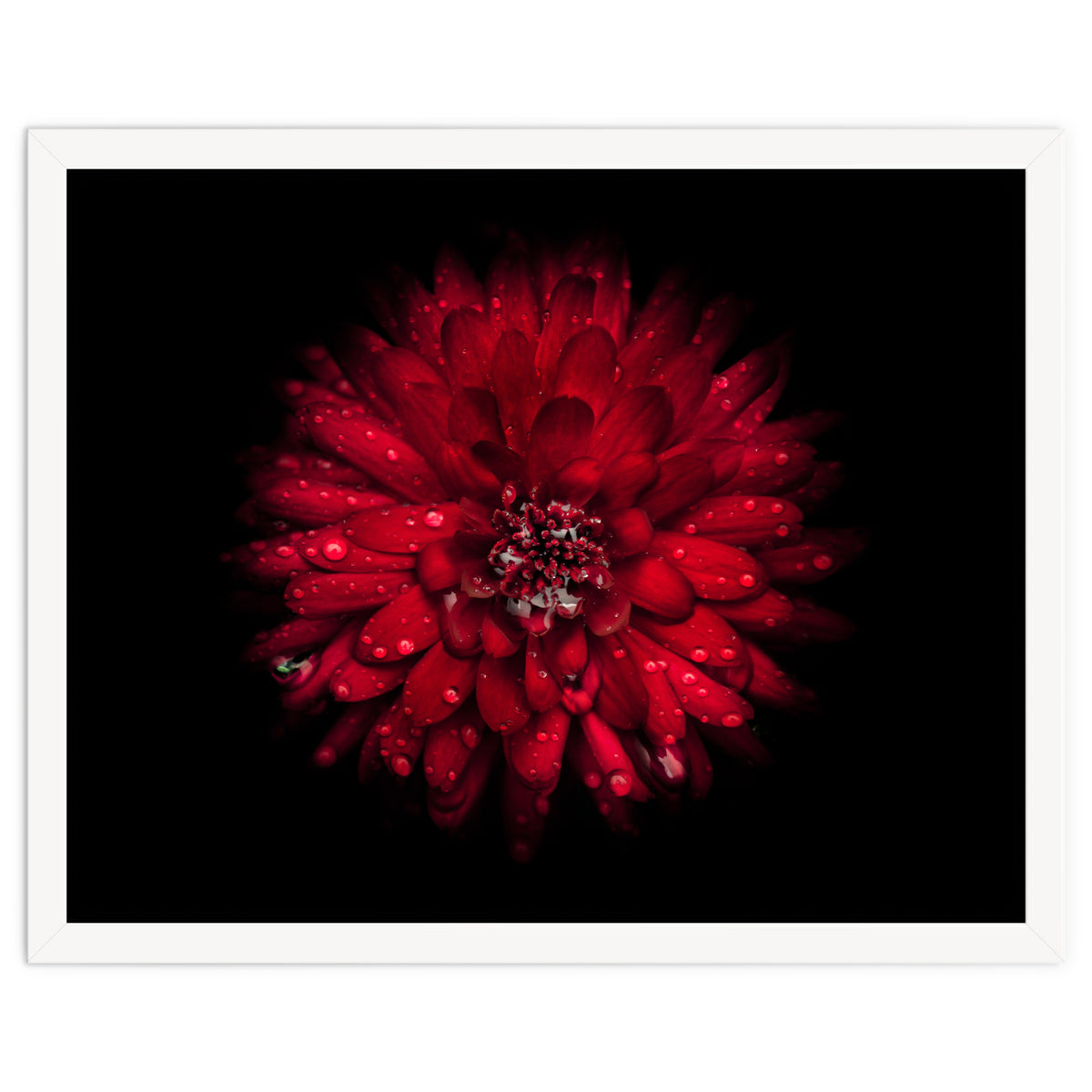 Backyard Flowers 45 Color Version