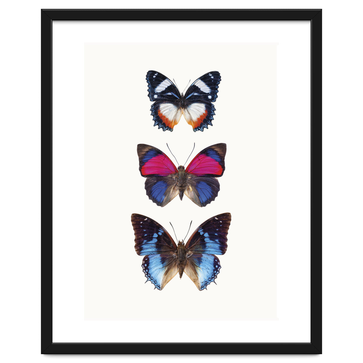 Cc Butterflies 03