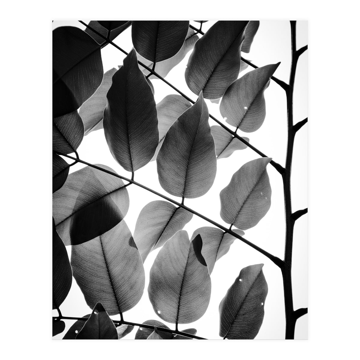 Branches and Leaves II (Print Only)