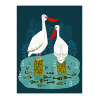 Pelicans (Print Only)