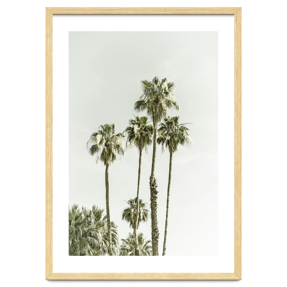Palm Trees Summertime