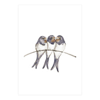 Three young swallows (Print Only)
