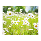 Flowers (Print Only) thumbnail