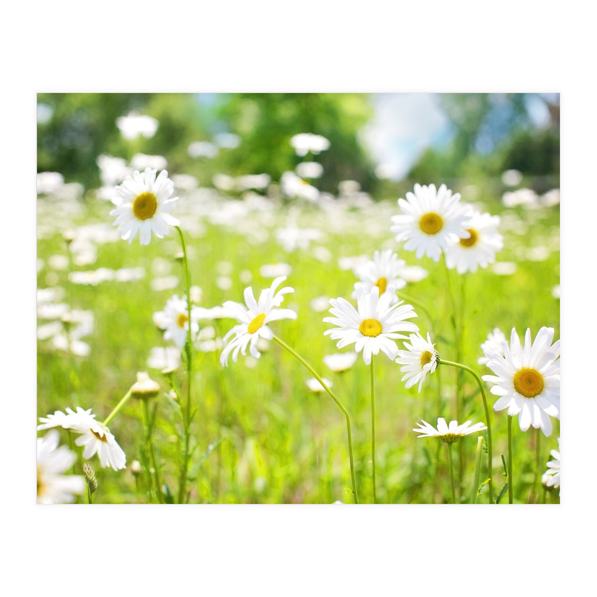 Flowers (Print Only)