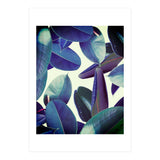 Elastica Amaro (Print Only) thumbnail