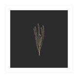 Delicate Fynbos Botanicals in Gold and Black - Square (Print Only) thumbnail