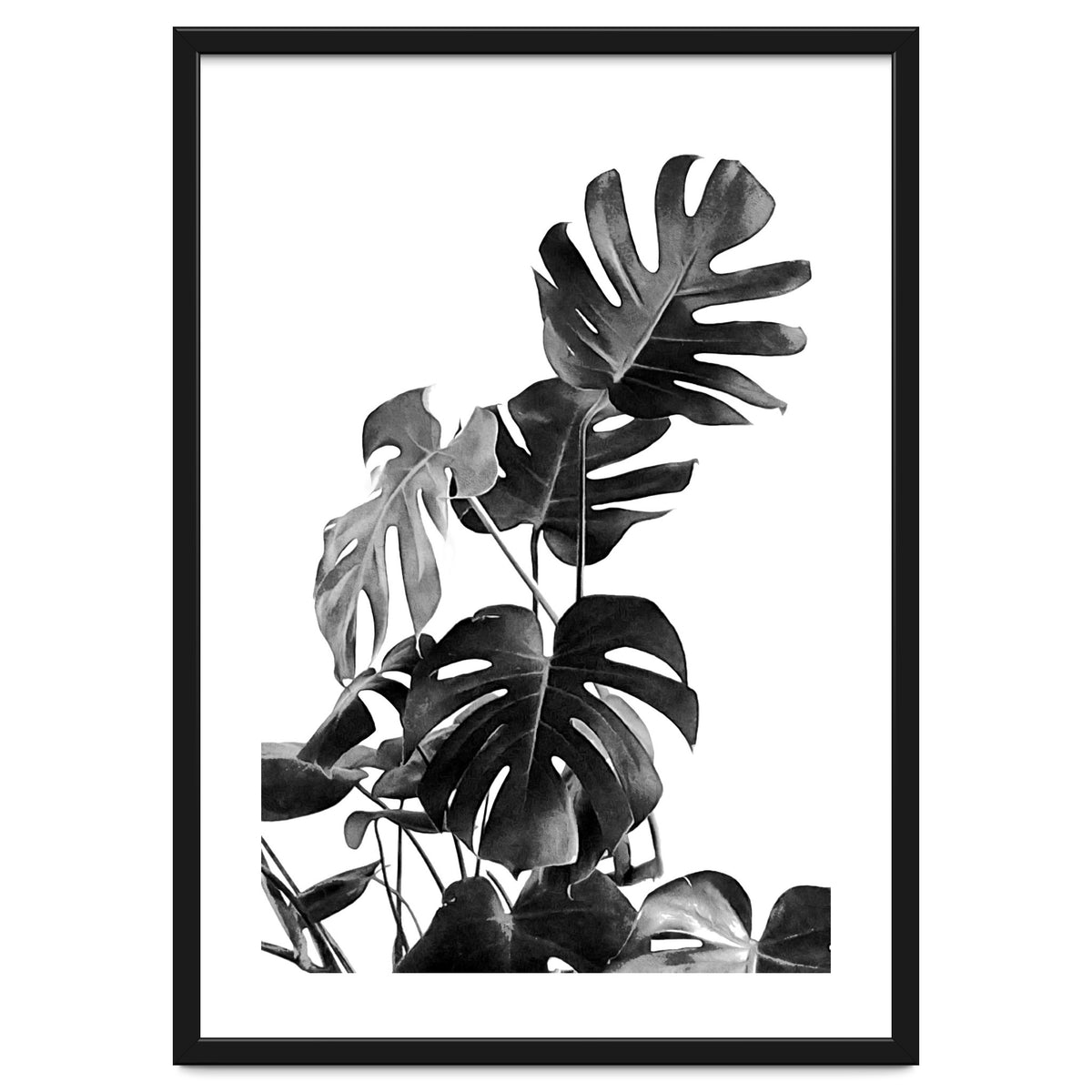 Monstera Black And White 09