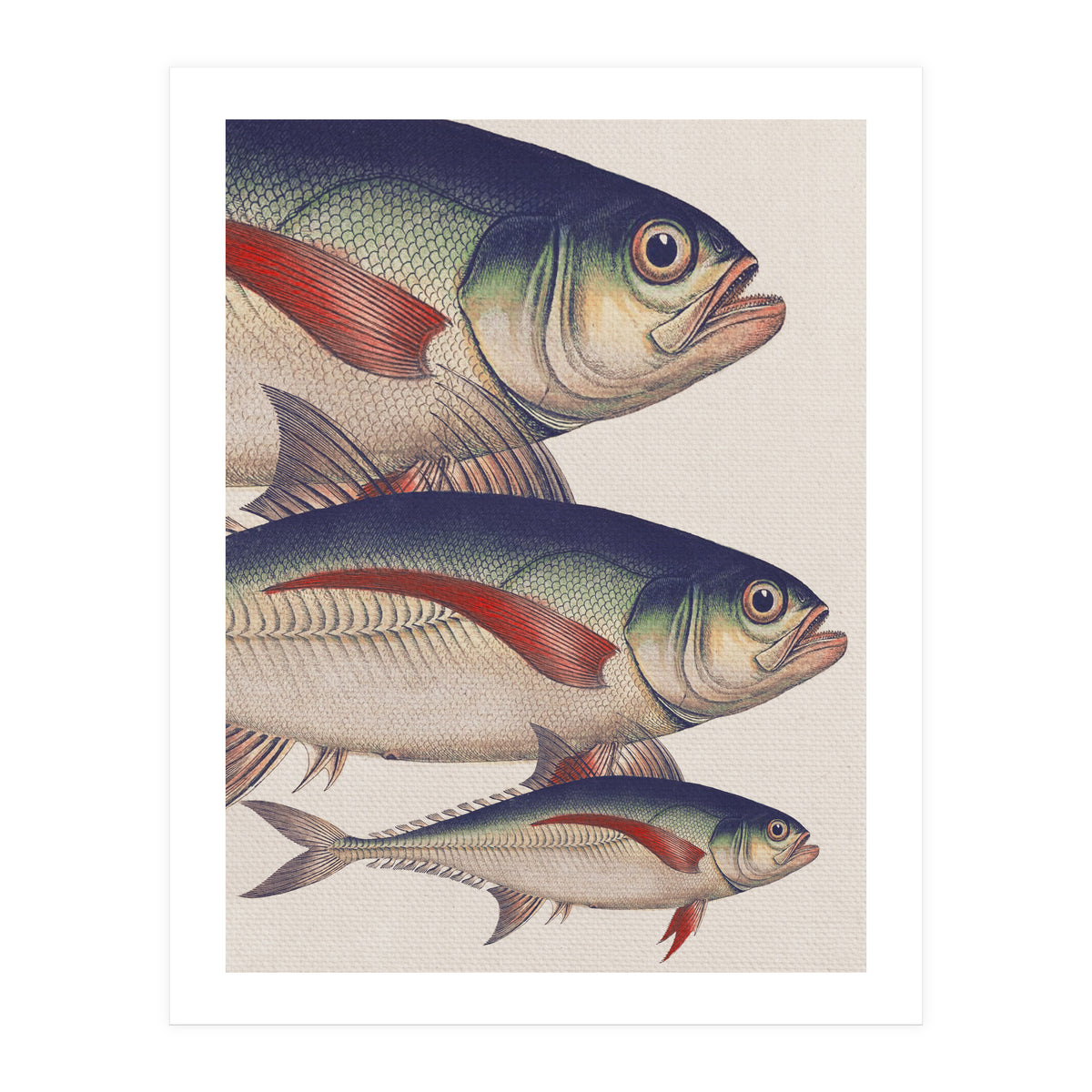 Fish Classic Designs 5 (Print Only)
