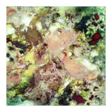 Sugar Coated (Print Only) thumbnail