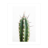 Cacti (Print Only) thumbnail
