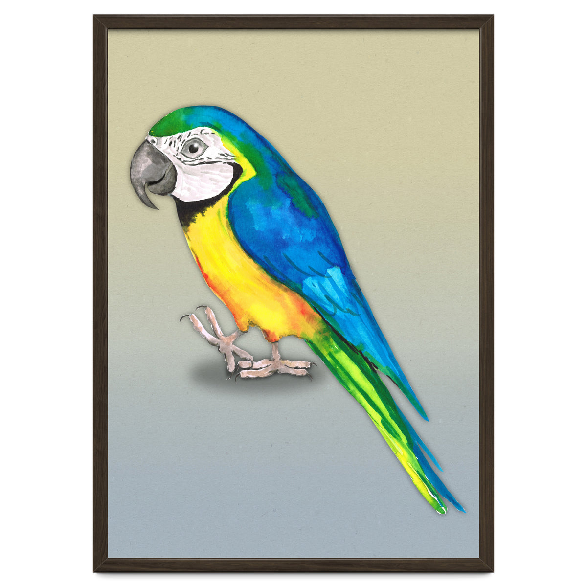 Blue and yellow macaw