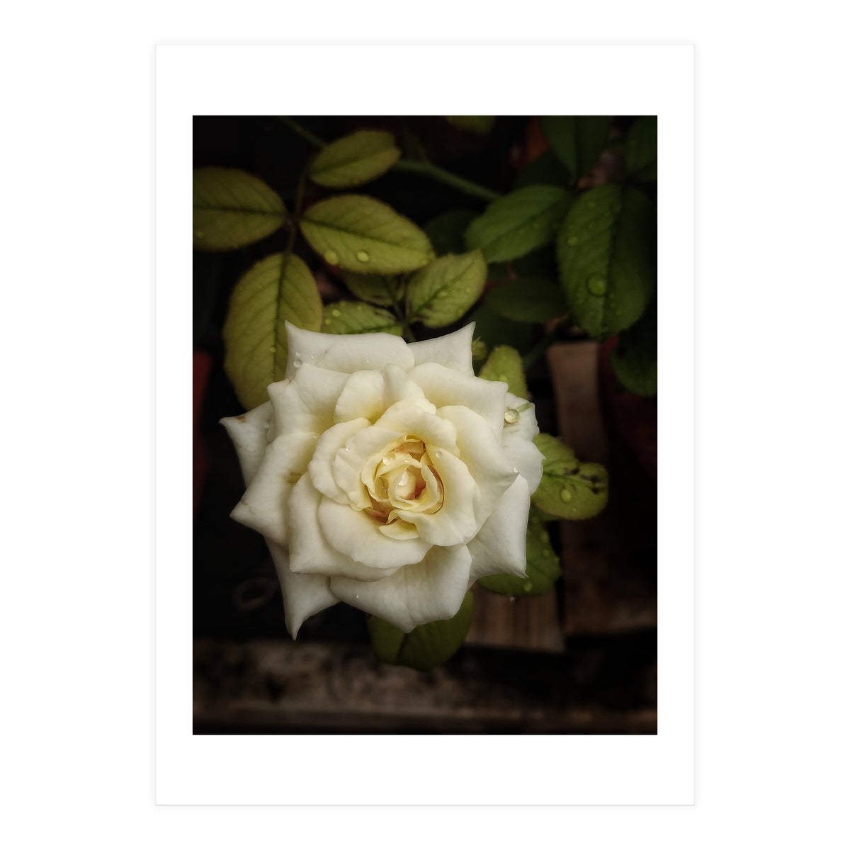 Beautiful Garden White Rose (Print Only)