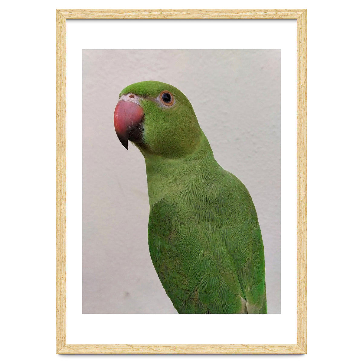 Cute Indian Parakeet