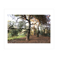 Pine Trees (Print Only)