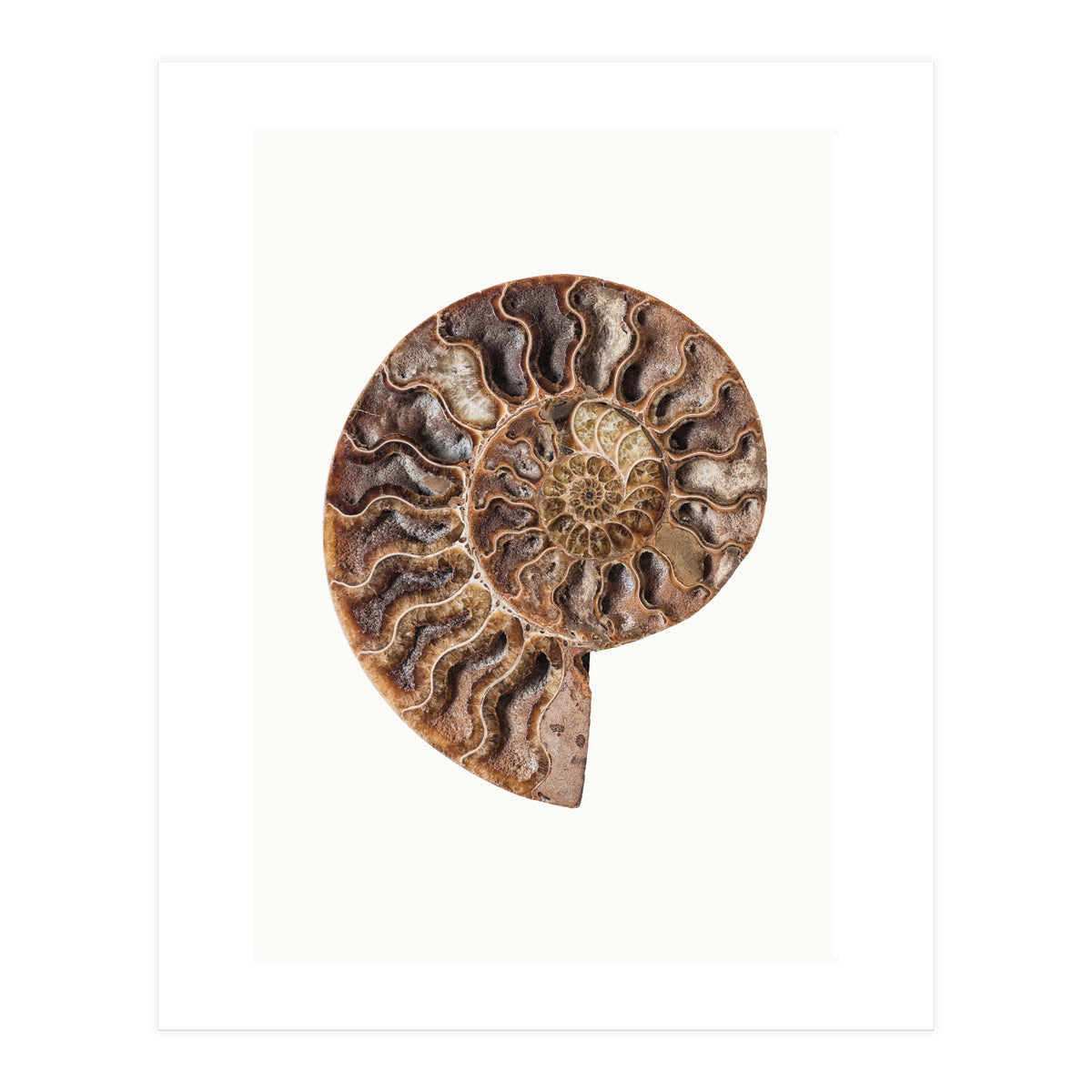 Cc Shell 05 (Print Only)