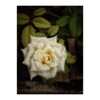 Beautiful Garden White Rose (Print Only)
