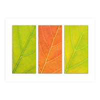 Autumn Leaves (Print Only)