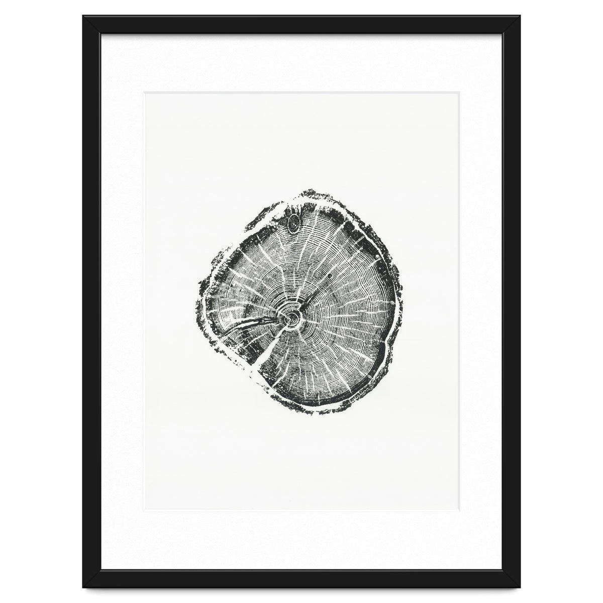 Tree Ring Print, Albion Basin, Utah, Pine Tree Print