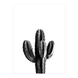 Cactus Black And White 03 (Print Only) thumbnail