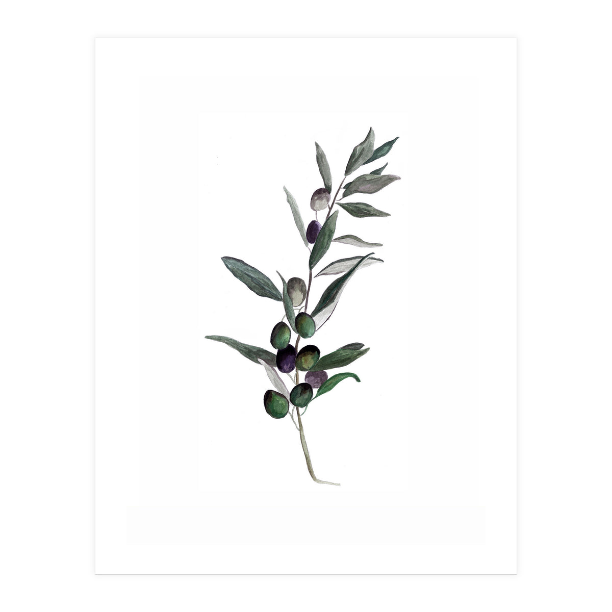 Botanical Illustration Olive (Print Only)