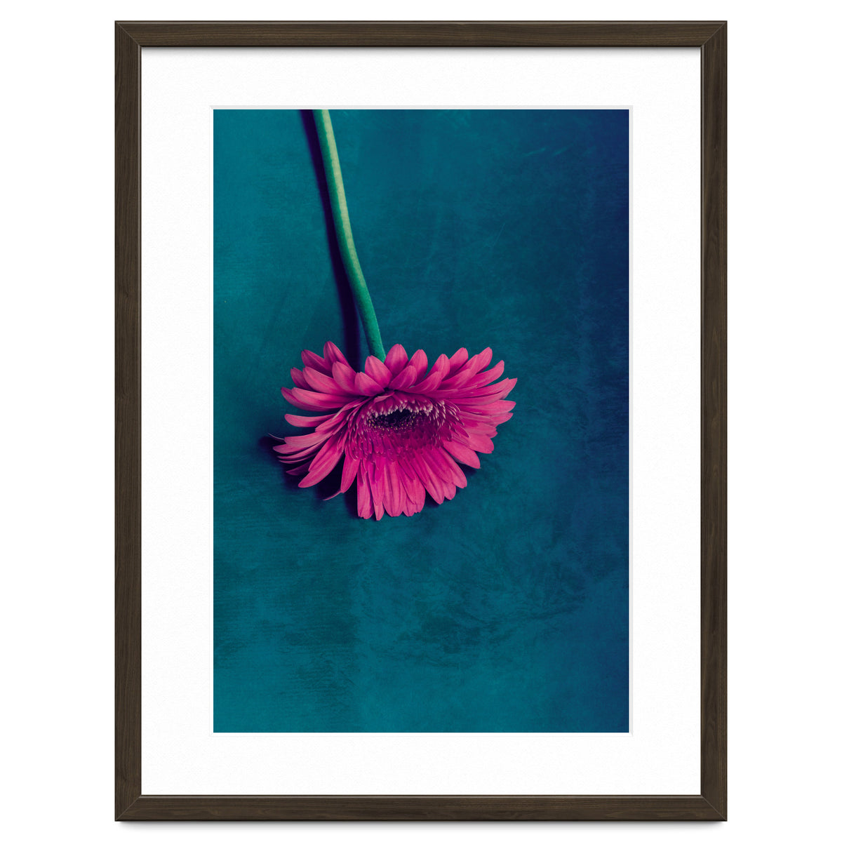 Gerbera for love