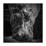 Hippopotamus (Print Only) thumbnail