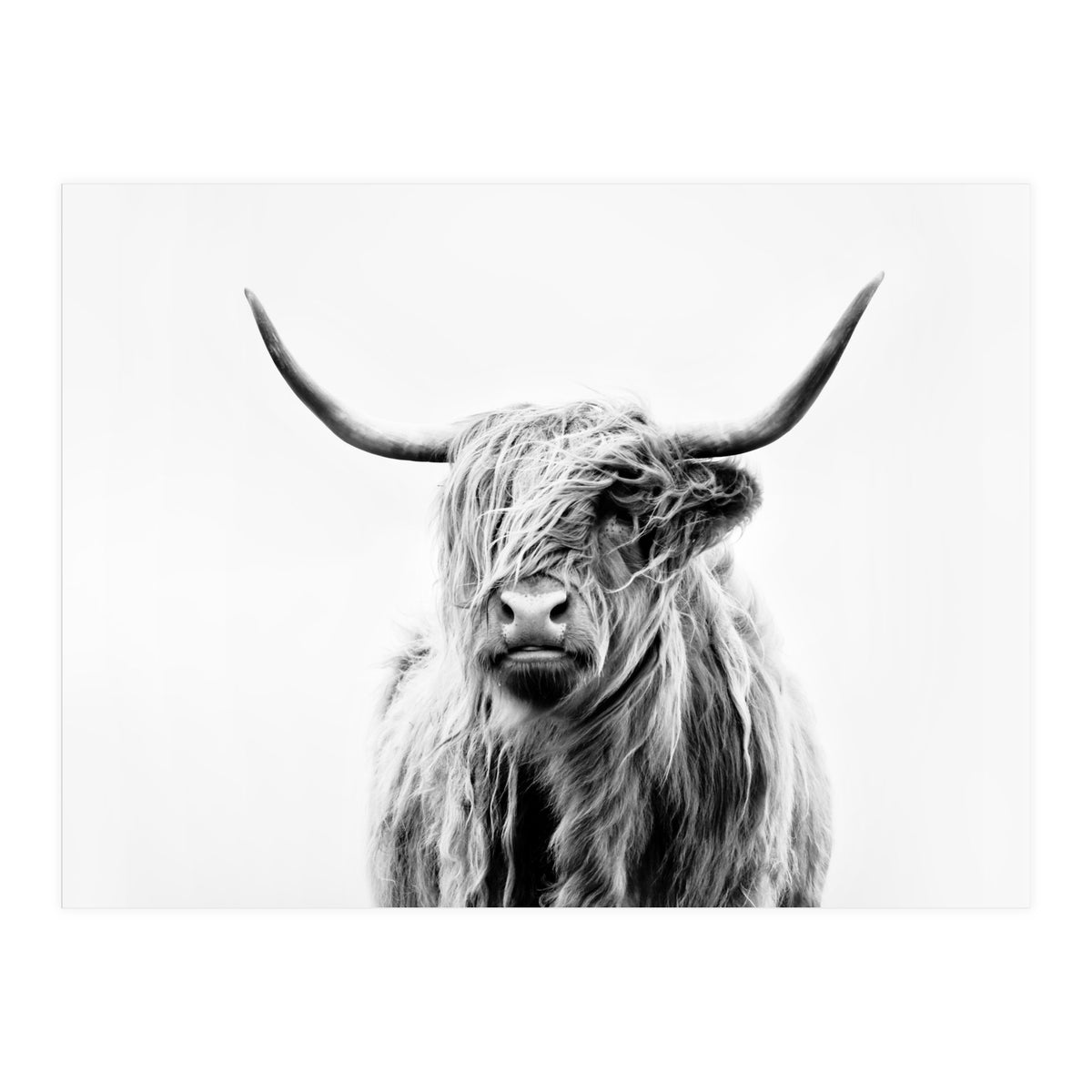 Portrait of a Highland Cow II (Print Only)